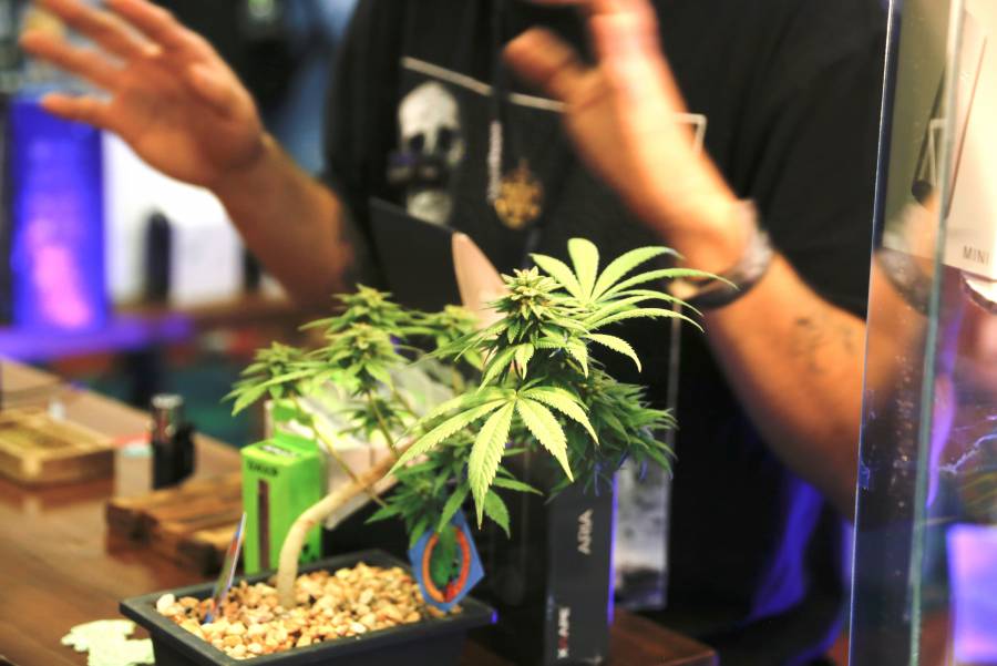 Harris llama a perdonar condenas por posesi&oacute;n de marihuana en EEUU