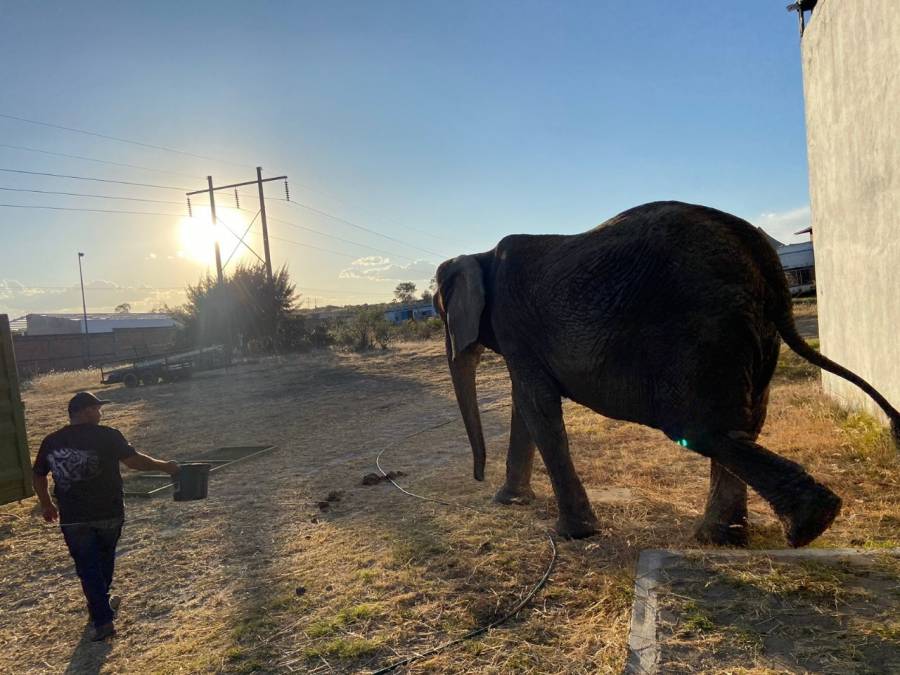 En medio de quejas, Profepa traslada a elefanta Annie a Zoo de Aragón