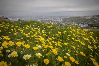 La tradici&oacute;n renovada de las flores amarillas: Un fen&oacute;meno social en redes sociales