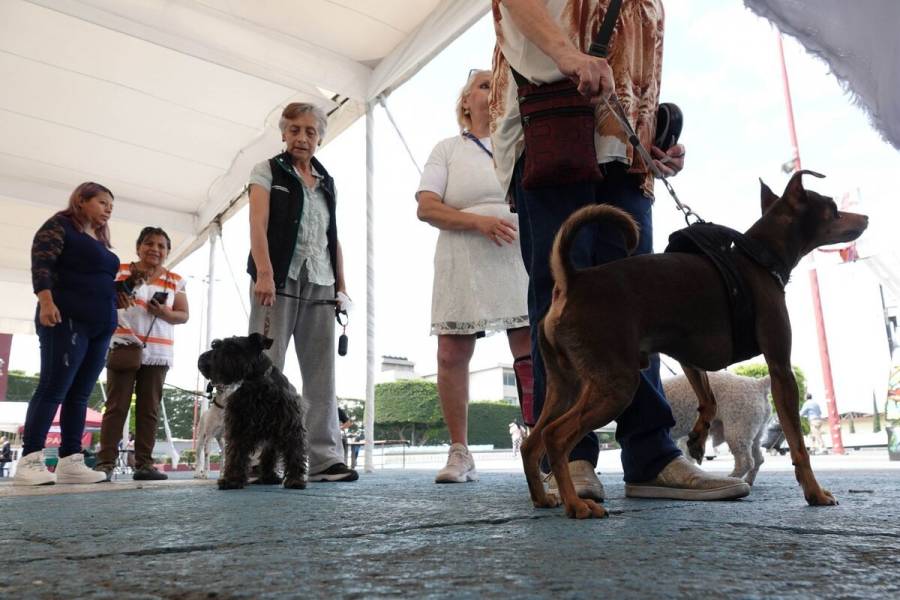 Ssa invita a la población a llevar a vacunar contra la rabia a sus perros y gatos