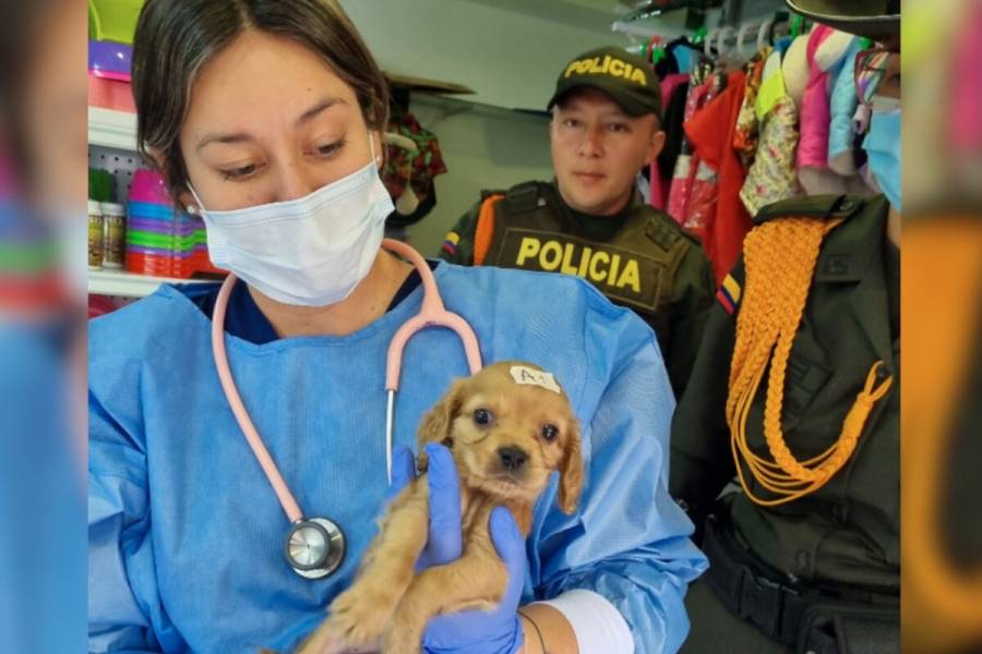 Operativo contra la venta de animales en la avenida Caracas en Bogotá