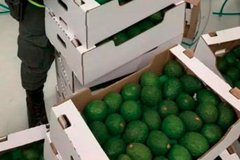 Incautan en Colombia 1.7 toneladas de coca&iacute;na en cargamento de aguacates