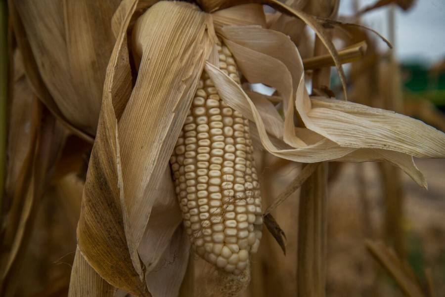 Gobierno de M&eacute;xico salvaguarda la seguridad agroalimentaria del pa&iacute;s