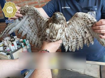 Rescatan águila herida en calles de Iztapalapa