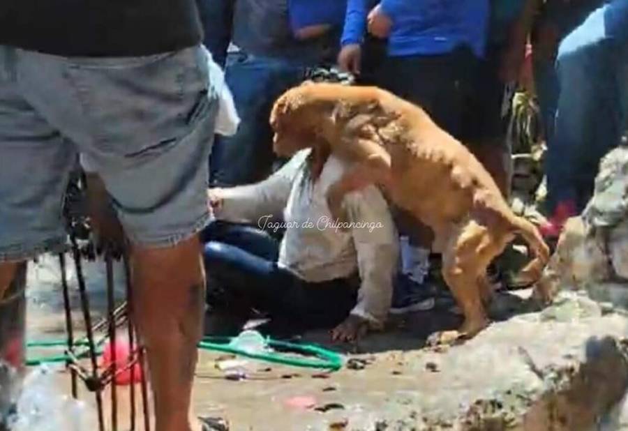 Resguardan a perrito que intentó defender a la presunta asesina de Camila en Taxco 