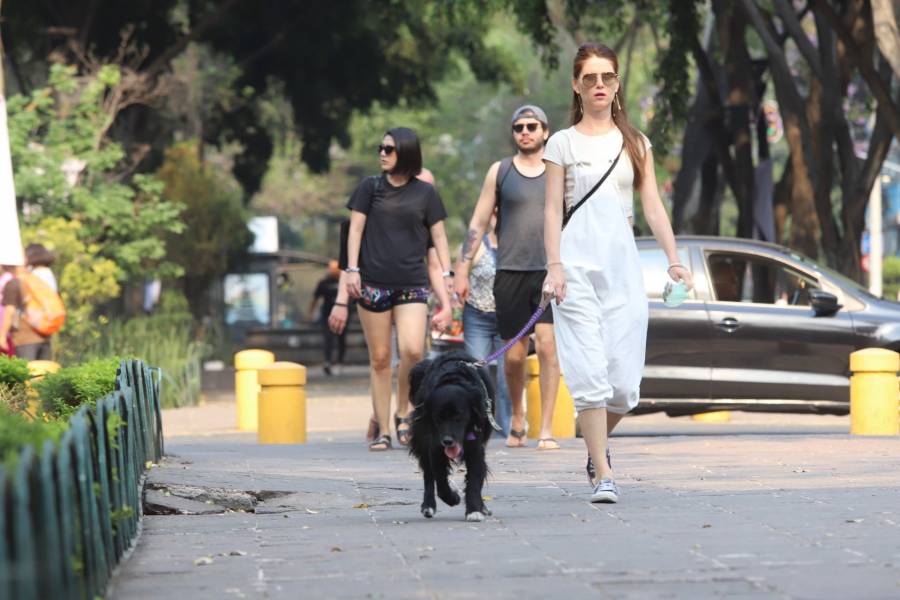 Modificaciones en la Ley de Protección Animal de la CDMX para garantizar bienestar de mascotas
