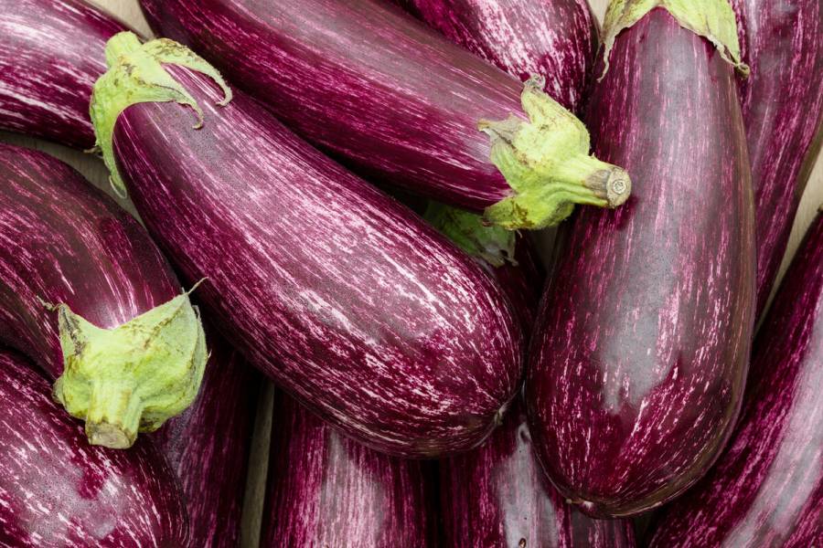 Destaca México como tercer exportador de berenjena