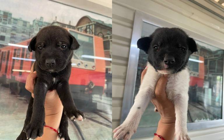 En adopción dos perritos rescatados en el metro de la CDMX