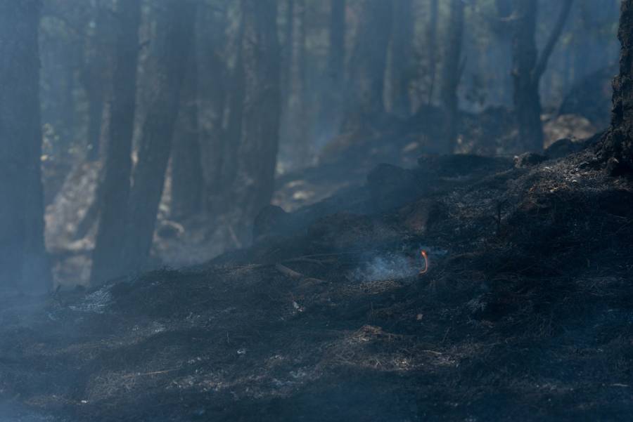 Busca Morena endurecer penas contra quienes provoquen incendios forestales