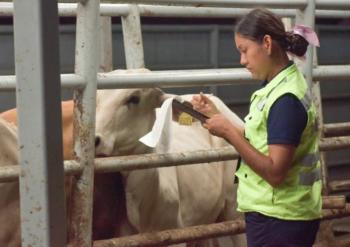 Adopta Agricultura medidas para prevenir influenza aviar en bovinos