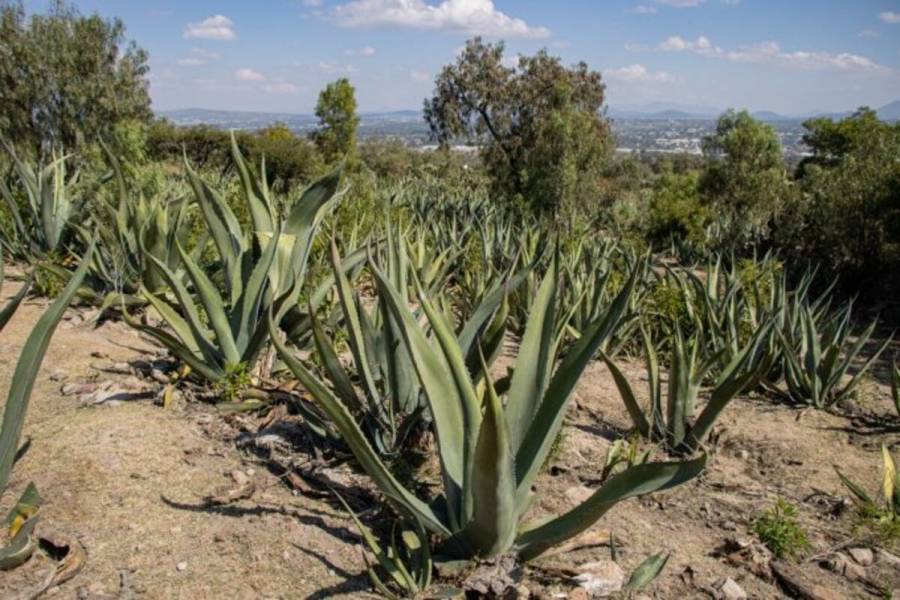 Es Estado de México una zona pulquera por tradición