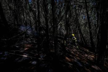 Acci&oacute;n pol&iacute;tica en Colombia y Brasil reduce p&eacute;rdida de &aacute;rboles en bosques tropicales