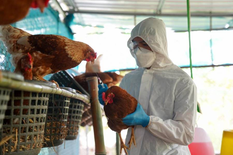 Declara Agricultura a México libre de influenza aviar de alta patogenicidad AH5N2