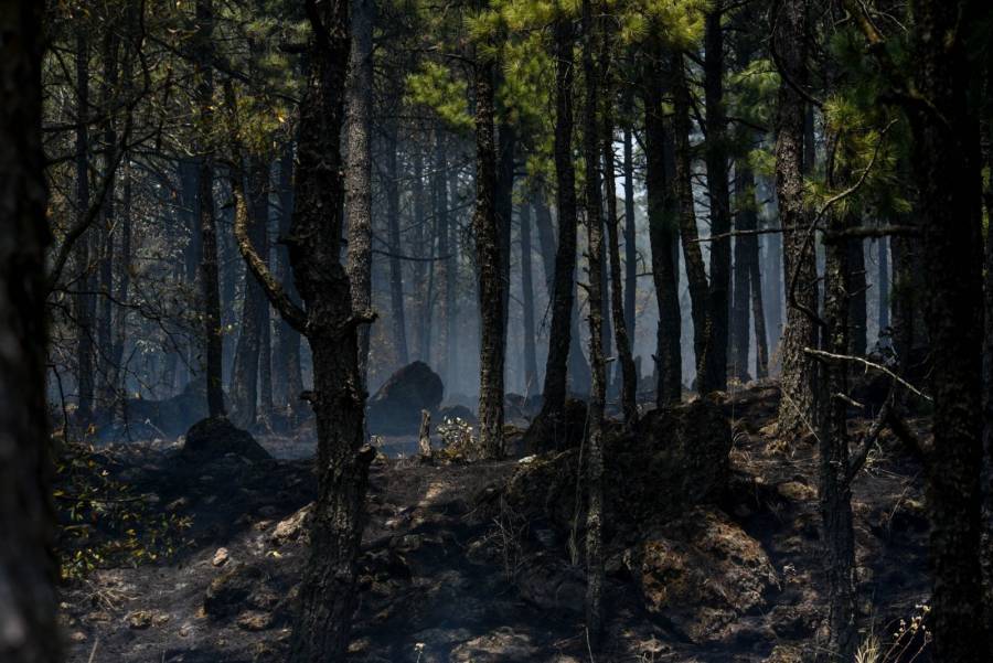 Supera Edomex los 600 incendios en lo que va de 2024