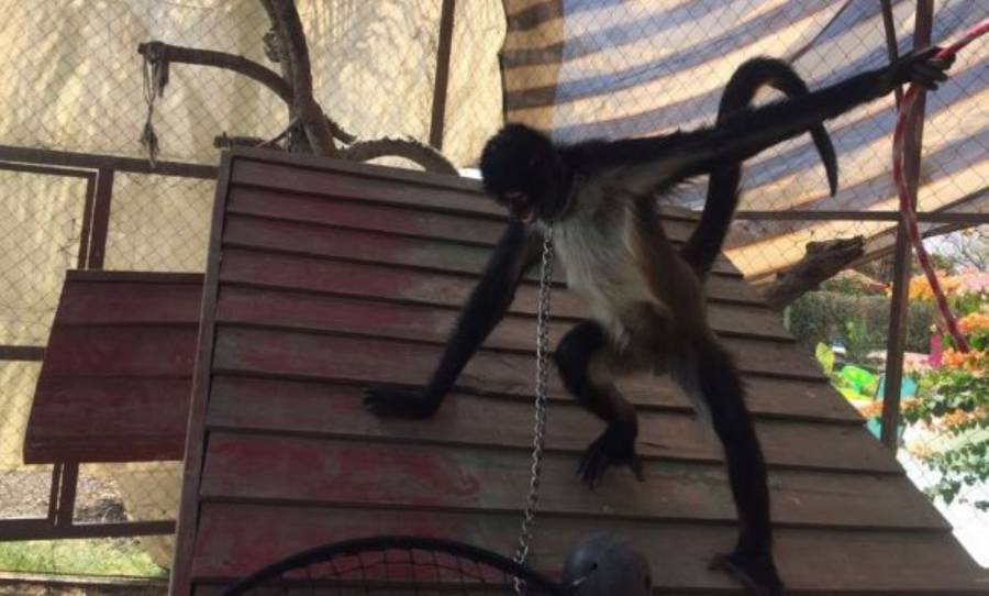 Rescatan a una hembra mono araña en condiciones deplorables en Morelos
