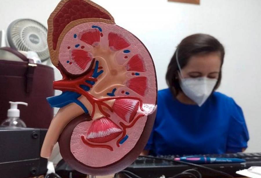 Prevenci&oacute;n de enfermedades y alimentaci&oacute;n balanceada, claves para mantener una adecuada salud renal: IMSS