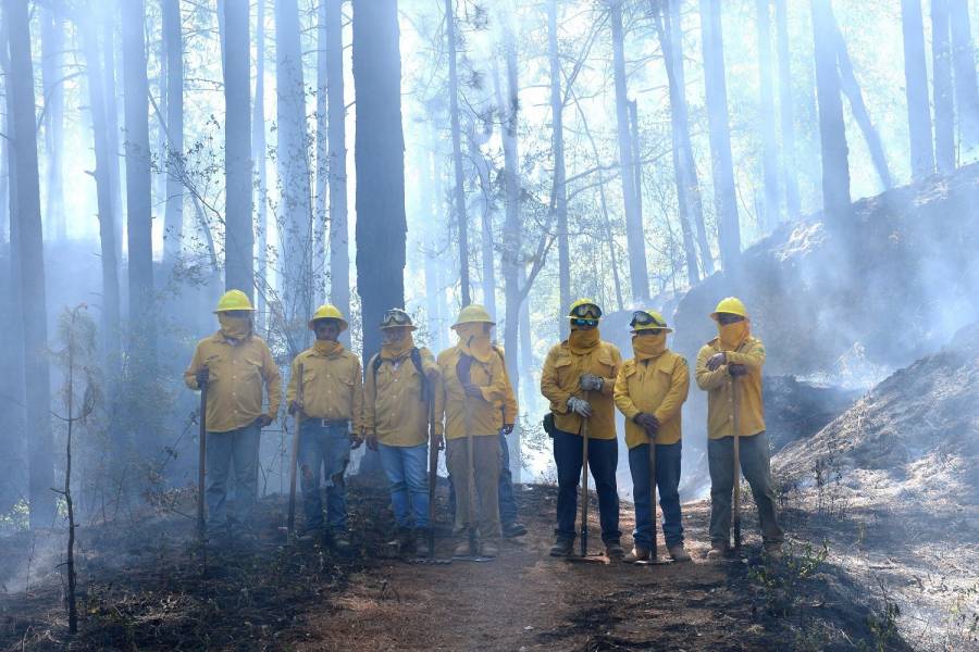 Cuenta Probosque con 54 brigadas para combatir incendios forestales