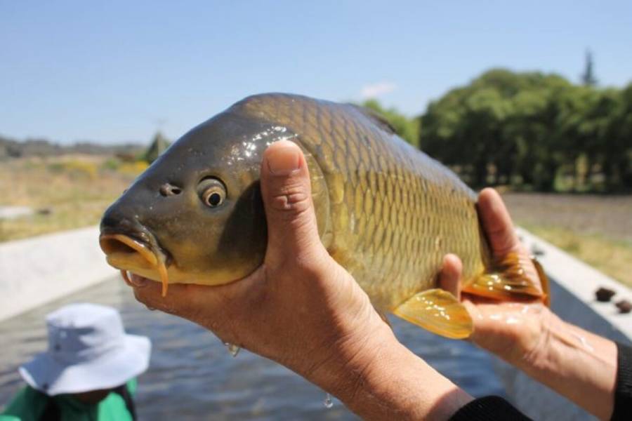 Carpa, el pez más abundante en los criaderos del Estado de México