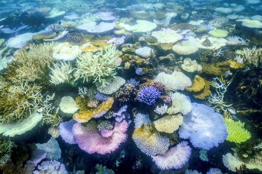 Australia: la Gran Barrera de Coral afectada por el peor episodio de blanqueo jam&aacute;s observado