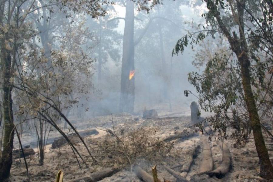 Descuido humano, principal causa de los incendios forestales: Probosque