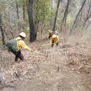 Incendios forestales han consumido cerca de 30 mil hectáreras en Los Chimalapas, Oaxaca