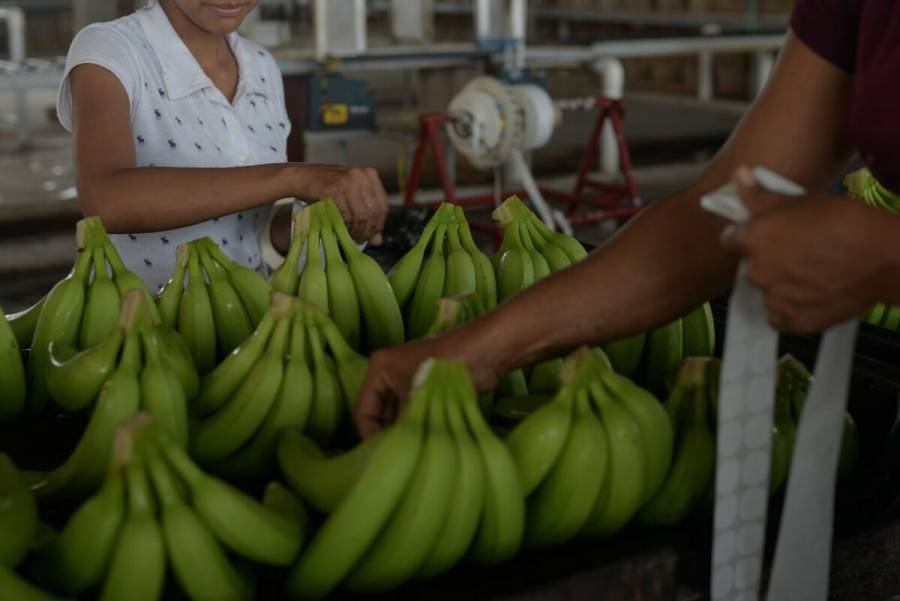 EEUU, Japón y Canadá, principales consumidores del plátano mexicano