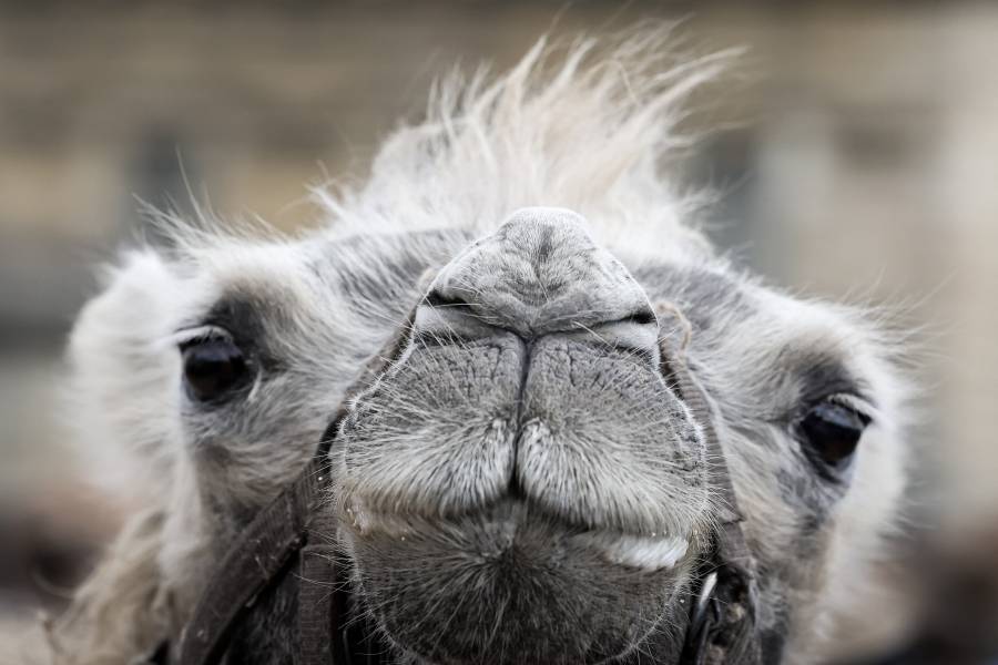 En Vincennes, camellos, dromedarios y llamas finalmente pasean por el bosque