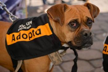 Exhorta Propaem a denunciar da&ntilde;os al medio ambiente y maltrato animal en Edomex