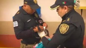 Personal de la SSC entrega mono ara&ntilde;a a Profepa tras operativo de resguardo