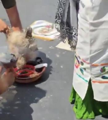 Causa revuelo sacrificio de gallina en ritual dentro del Senado; &eacute;ste se desmarca