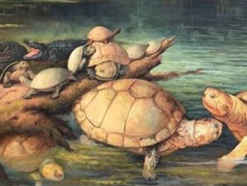 Descubren f&oacute;siles de tortuga gigante de 57 millones de a&ntilde;os en Colombia