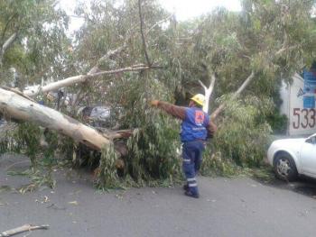 Caída de árbol interrumpe vialidad en Campestre Churubusco, Coyoacán