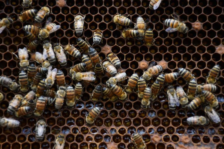 Promueve Agricultura mejoramiento genético de abejas para mitigar la “africanización”