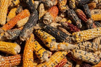 Participa México en colaboración internacional para aumentar calidad nutricional del maíz