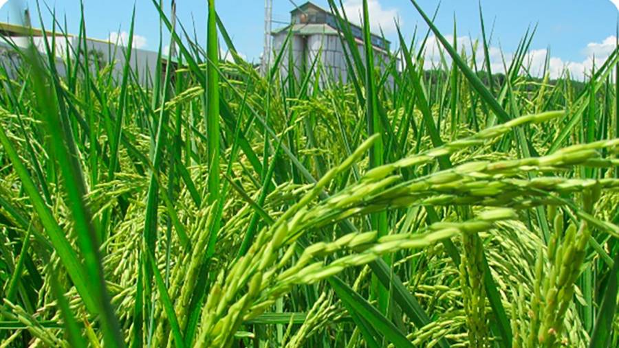 Anuncian recursos por $13.095 millones para construir molino de arroz en Palermo, Huila 