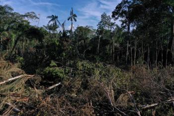 Niña indígena rescatada de selva de Colombia en 2023 no pudo caminar 20 días por heridas