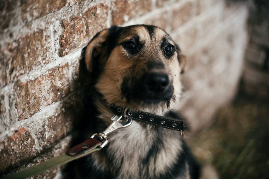 Proponen crear el Registro Nacional de Personas Agresoras de Animales