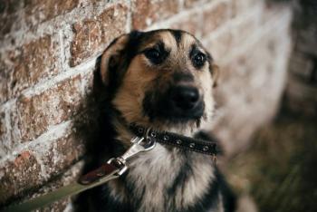 Proponen crear el Registro Nacional de Personas Agresoras de Animales