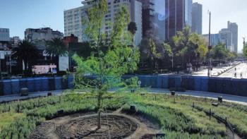 Mart&iacute; Batres confirma que el ahuehuete de Avenida Reforma est&aacute; sano y en crecimiento