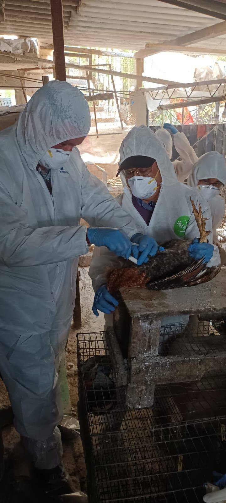 Autoridades federales y estatales contienen brote de influenza aviar de bajo riesgo en el EdoMéx