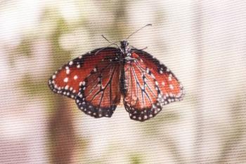 Conservaci&oacute;n de la biodiversidad en el Estado de M&eacute;xico