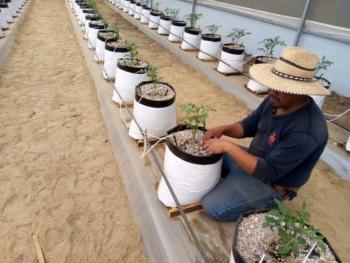 Secretaría de Campo invita a los productores agrícolas a combatir plagas en los cultivos mexiquenses