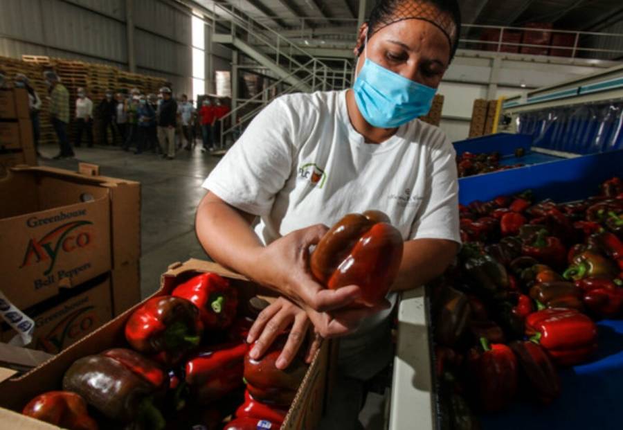 Aumenta 47% superávit de la balanza comercial agroalimentaria en primer trimestre del año