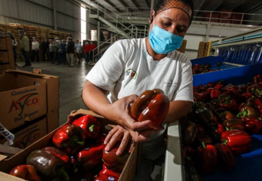 Aumenta 47% super&aacute;vit de la balanza comercial agroalimentaria en primer trimestre del a&ntilde;o
