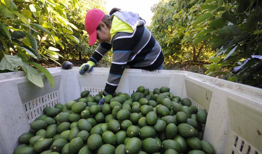 Productores impulsan aguacate mexicano: Luis Doporto Alejandre