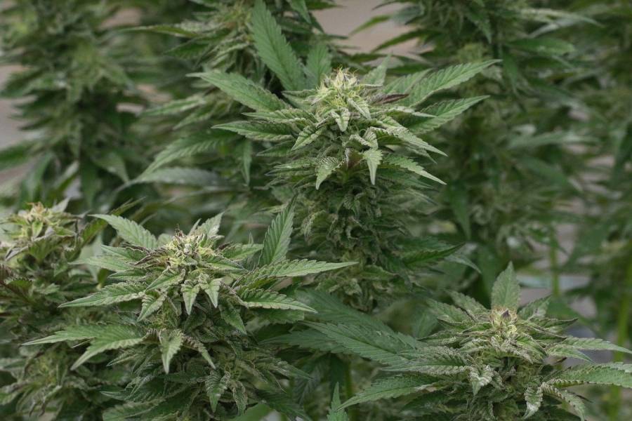 EEUU inicia proceso para reclasificar el cannabis como sustancia menos peligrosa