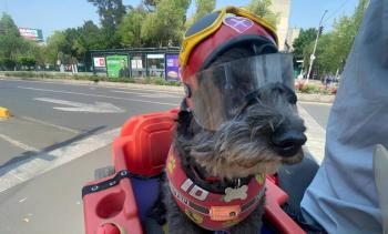 Conoce a “Frijol”, el perrito biker que pasea por la CDMX