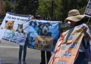 Solo se han detenido 64 personas por maltrato animal de 2023 a 2024