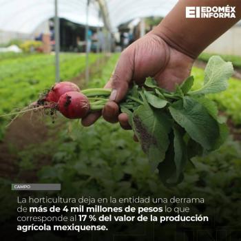 La horticultura es una actividad agrícola rentable, señala Secretaría del Campo