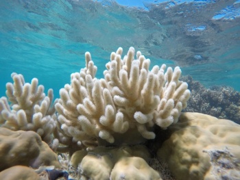El mundo del buceo, preocupado por el blanqueamiento de los corales